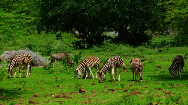 A small herd of zebras on green grass 