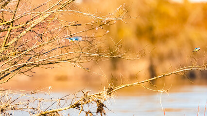 Cyanistes caeruleus, Eurasian Blue Tit, on a sunny day in spring © Martin Erdniss