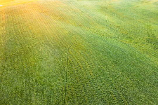 Green fields undulating with natural patterns and faint paths in the Orcia valley, Pienza, Tuscany, Italy, ideal for tourism and nature exploration, offering vast copy space.