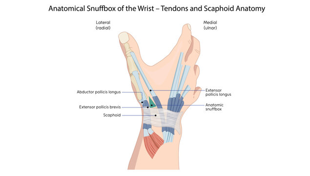Anatomical Snuffbox of the Wrist &ndash; Tendons and Scaphoid Anatomy
anatomical snuffbox showing extensor tendons, abductor pollicis longus, and scaphoid bone landmarks.