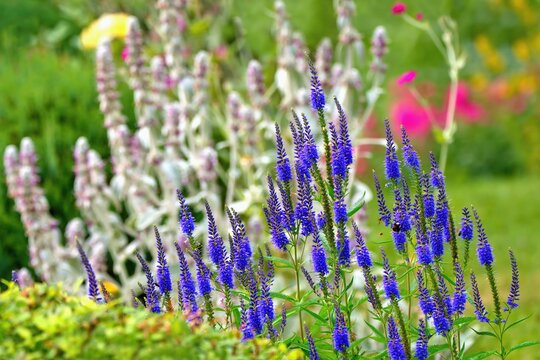 Summer garden with blooming Veronica spicata - spiked speedwell