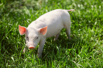 Healthy free-range piglets grazing in lush green grass. A picturesque scene of young domestic swine enjoying a sunny meadow, representing ethical animal husbandry, organic agriculture, and eco-friendl © Bogdan