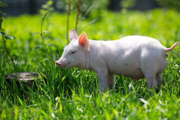 Healthy free-range piglets grazing in lush green grass. A picturesque scene of young domestic swine enjoying a sunny meadow, representing ethical animal husbandry, organic agriculture, and eco-friendl © Bogdan