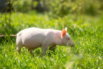 Healthy free-range piglets grazing in lush green grass. A picturesque scene of young domestic swine enjoying a sunny meadow, representing ethical animal husbandry, organic agriculture, and eco-friendl © Bogdan