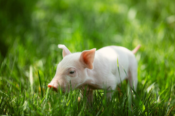 Cute young pink and spotted piglets exploring and walking in lush green grass. Free-range baby pigs foraging in a sunny summer meadow. Organic farming and agriculture concept. © Bogdan