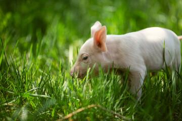 Healthy free-range piglets grazing in lush green grass. A picturesque scene of young domestic swine enjoying a sunny meadow, representing ethical animal husbandry, organic agriculture, and eco-friendl © Bogdan