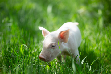 Healthy free-range piglets grazing in lush green grass. A picturesque scene of young domestic swine enjoying a sunny meadow, representing ethical animal husbandry, organic agriculture, and eco-friendl © Bogdan