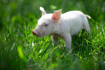 Healthy free-range piglets grazing in lush green grass. A picturesque scene of young domestic swine enjoying a sunny meadow, representing ethical animal husbandry, organic agriculture, and eco-friendl © Bogdan