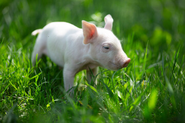 Cute young pink and spotted piglets exploring and walking in lush green grass. Free-range baby pigs foraging in a sunny summer meadow. Organic farming and agriculture concept. © Bogdan