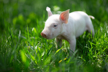 Healthy free-range piglets grazing in lush green grass. A picturesque scene of young domestic swine enjoying a sunny meadow, representing ethical animal husbandry, organic agriculture, and eco-friendl © Bogdan