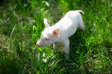 Healthy free-range piglets grazing in lush green grass. A picturesque scene of young domestic swine enjoying a sunny meadow, representing ethical animal husbandry, organic agriculture, and eco-friendl © Bogdan