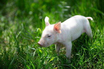 Healthy free-range piglets grazing in lush green grass. A picturesque scene of young domestic swine enjoying a sunny meadow, representing ethical animal husbandry, organic agriculture, and eco-friendl © Bogdan
