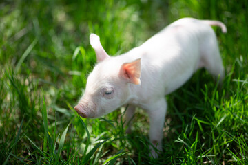 Cute young pink and spotted piglets exploring and walking in lush green grass. Free-range baby pigs foraging in a sunny summer meadow. Organic farming and agriculture concept. © Bogdan