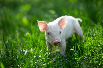 Cute young pink and spotted piglets exploring and walking in lush green grass. Free-range baby pigs foraging in a sunny summer meadow. Organic farming and agriculture concept. © Bogdan