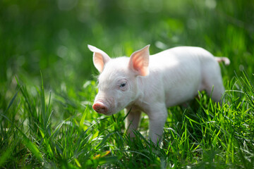 Healthy free-range piglets grazing in lush green grass. A picturesque scene of young domestic swine enjoying a sunny meadow, representing ethical animal husbandry, organic agriculture, and eco-friendl © Bogdan
