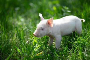 Cute young pink and spotted piglets exploring and walking in lush green grass. Free-range baby pigs foraging in a sunny summer meadow. Organic farming and agriculture concept. © Bogdan