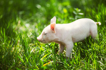 Cute young pink and spotted piglets exploring and walking in lush green grass. Free-range baby pigs foraging in a sunny summer meadow. Organic farming and agriculture concept. © Bogdan
