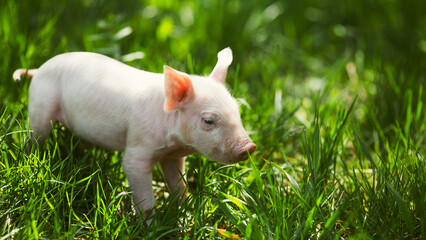 Cute young pink and spotted piglets exploring and walking in lush green grass. Free-range baby pigs foraging in a sunny summer meadow. Organic farming and agriculture concept. © Bogdan