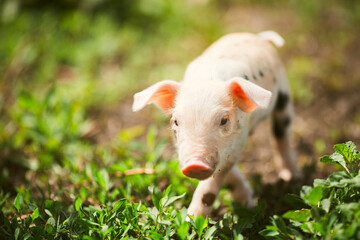 Adorable baby piglets, including pink and black-spotted breeds, playfully exploring a vibrant green pasture. Cute free-roaming farm animals foraging in tall grass and sniffing weeds on a bright, sunny © Bogdan