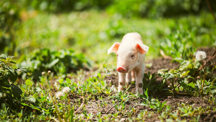 Adorable baby piglets, including pink and black-spotted breeds, playfully exploring a vibrant green pasture. Cute free-roaming farm animals foraging in tall grass and sniffing weeds on a bright, sunny © Bogdan