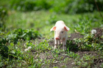 Cute young pink and spotted piglets exploring and walking in lush green grass. Free-range baby pigs foraging in a sunny summer meadow. Organic farming and agriculture concept. © Bogdan