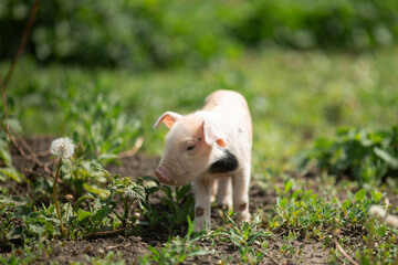 Cute young pink and spotted piglets exploring and walking in lush green grass. Free-range baby pigs foraging in a sunny summer meadow. Organic farming and agriculture concept. © Bogdan