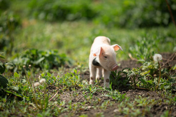 Cute young pink and spotted piglets exploring and walking in lush green grass. Free-range baby pigs foraging in a sunny summer meadow. Organic farming and agriculture concept. © Bogdan