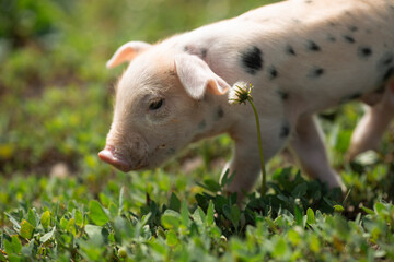 Healthy free-range piglets grazing in lush green grass. A picturesque scene of young domestic swine enjoying a sunny meadow, representing ethical animal husbandry, organic agriculture, and eco-friendl © Bogdan