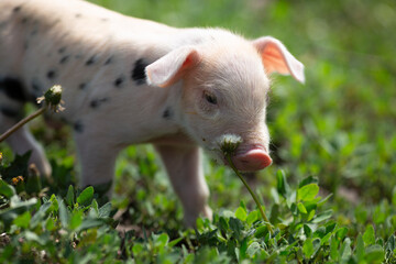 Healthy free-range piglets grazing in lush green grass. A picturesque scene of young domestic swine enjoying a sunny meadow, representing ethical animal husbandry, organic agriculture, and eco-friendl © Bogdan