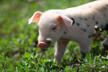 Adorable baby piglets, including pink and black-spotted breeds, playfully exploring a vibrant green pasture. Cute free-roaming farm animals foraging in tall grass and sniffing weeds on a bright, sunny © Bogdan