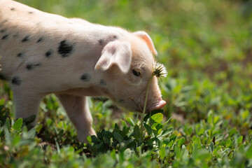 Cute young pink and spotted piglets exploring and walking in lush green grass. Free-range baby pigs foraging in a sunny summer meadow. Organic farming and agriculture concept. © Bogdan