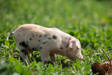 Adorable baby piglets, including pink and black-spotted breeds, playfully exploring a vibrant green pasture. Cute free-roaming farm animals foraging in tall grass and sniffing weeds on a bright, sunny © Bogdan