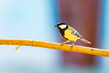Parus major, great tit, on a sunny day in spring © Martin Erdniss