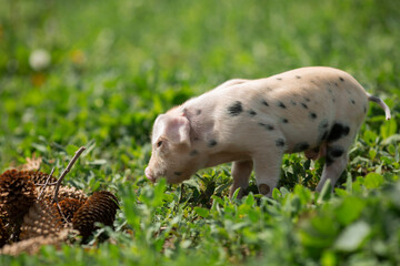 Adorable baby piglets, including pink and black-spotted breeds, playfully exploring a vibrant green pasture. Cute free-roaming farm animals foraging in tall grass and sniffing weeds on a bright, sunny © Bogdan