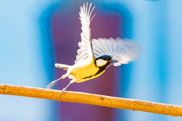 Parus major, great tit, on a sunny day in spring © Martin Erdniss