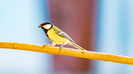 Parus major, great tit, on a sunny day in spring © Martin Erdniss