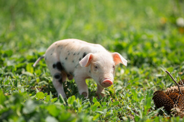 Cute young pink and spotted piglets exploring and walking in lush green grass. Free-range baby pigs foraging in a sunny summer meadow. Organic farming and agriculture concept. © Bogdan
