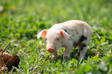 Cute young pink and spotted piglets exploring and walking in lush green grass. Free-range baby pigs foraging in a sunny summer meadow. Organic farming and agriculture concept. © Bogdan