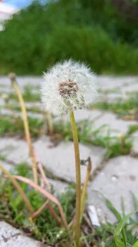 Dandelion seed head with fluffy pappus swaying gently in the wind, growing on a sidewalk with blurred green background