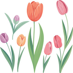 Obraz premium Watercolor tulip flowers vector collection, colorful spring botanical plants isolated elegant floral illustration