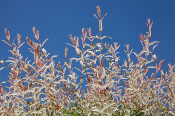 Arbuste saule crevette sur fond de ciel bleu © Hervé Rouveure