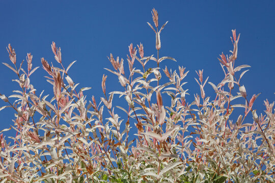Arbuste saule crevette sur fond de ciel bleu