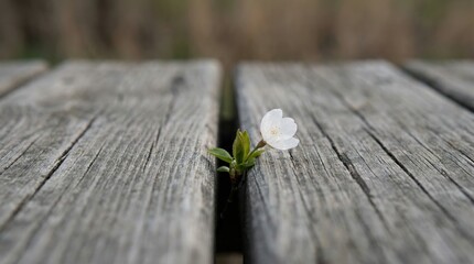 Obraz premium Small white flower growing between weathered wooden planks as a symbol of resilience and hope.