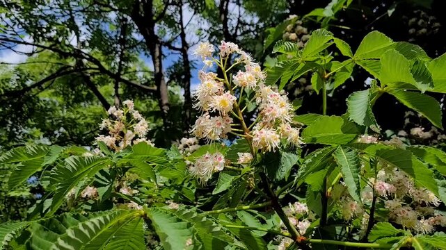 Horse chestnut close up (Aesculus hippocastanum)