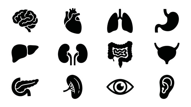 Human Organs Icon Set