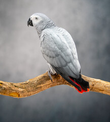 Fototapeta premium African Grey Parrot