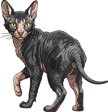 Lykoi cat standing looking back curious attentive pose illustration