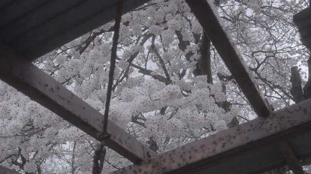 Full Bloom Cherry Blossoms Seen Through an Old Rusty Roof Structure in Japan, 2026