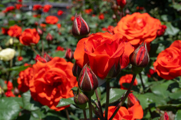 Fototapeta premium バラ・薔薇・バラ園 ・花