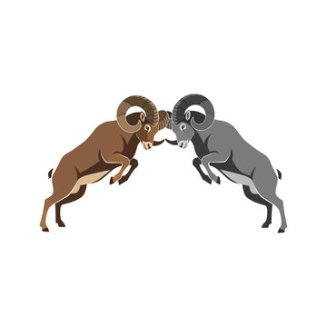Two rams butting heads in a fierce battle symbolizing conflict and competition